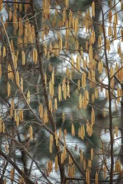 Early spring. Earrings on trees Stock Photos