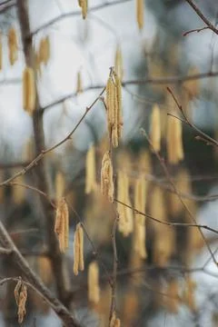 Early spring. Earrings on trees Stock Photos