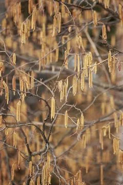 Early spring. Earrings on trees Stock Photos