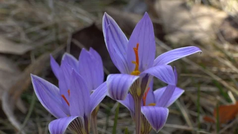 Early spring ephemeral crocus sativus saffron flowers with orange stamens Stock Footage 126641843