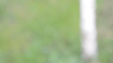 Early spring escapes of tree are a birch Stock Footage 36696177