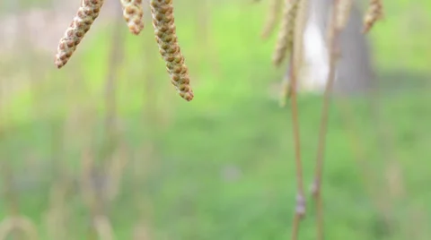 Early spring escapes of tree are a birch Stock Footage 36696282
