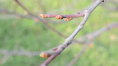 Early spring escapes of tree are a birch Stock Footage 36696337