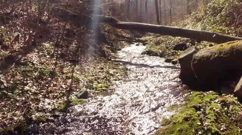 Early spring in the European beech forests Stock Footage 36552280