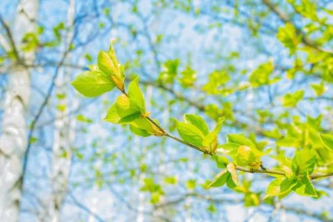 Early spring, first foliage. Stock Photos