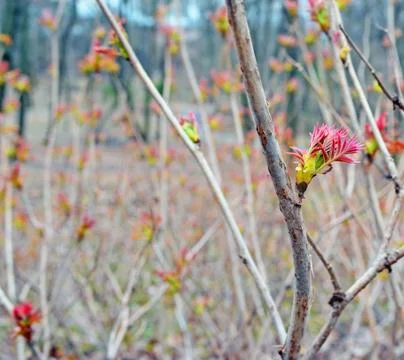 Early spring. The first leaves 2. Stock Photos