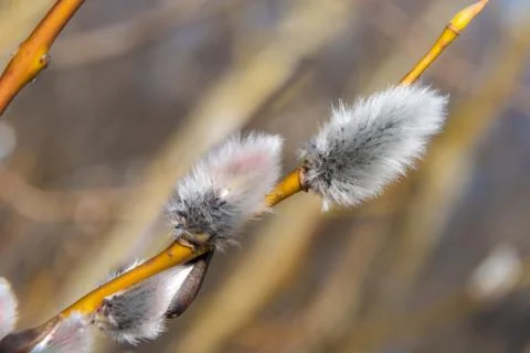 In early spring, the first swollen willow buds open in the parks of Kronstadt. Stock Photos