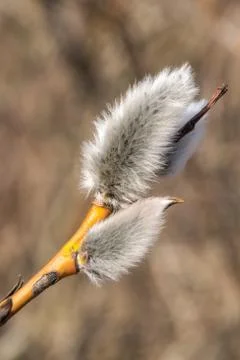 In early spring, the first swollen willow buds open in the parks of Kronstadt Stock Photos