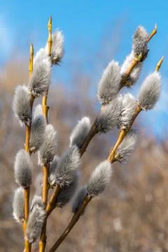 In early spring, the first swollen willow buds open in the parks of Kronstadt Stock Photos