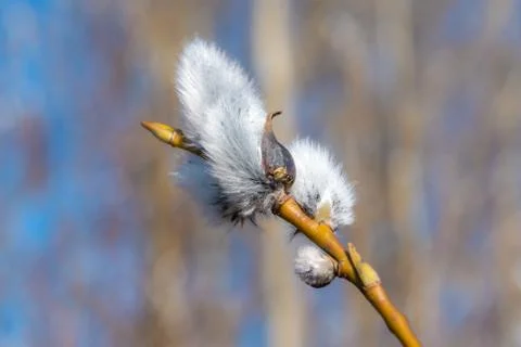 In early spring, the first swollen willow buds open in the parks of Kronstadt. Stock Photos