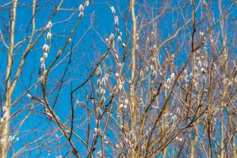 In early spring, the first swollen willow buds open in the parks of Kronstadt Stock Photos