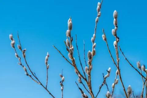In early spring, the first swollen willow buds open in the parks of Kronstadt Stock Photos