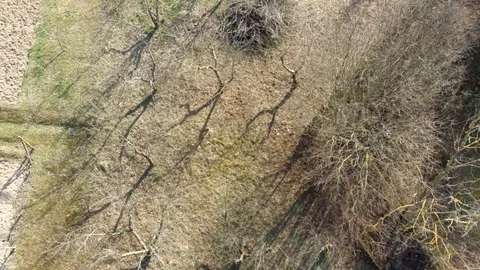 Early spring flight above small gardens with fruit trees Stock Footage 127226757