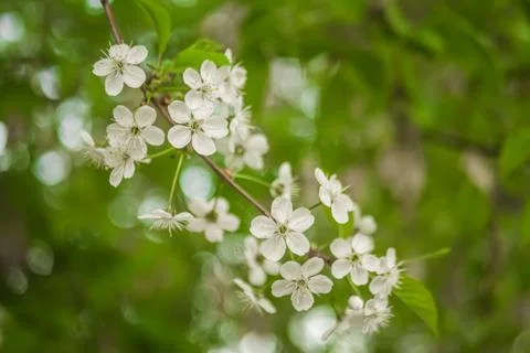 Early spring flowering cherry. Beautiful white flowers. Stock-Fotos