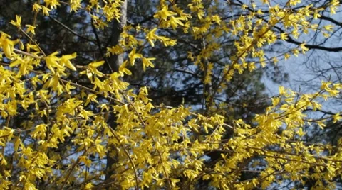 Early spring flowering shrubs in the park Stock Footage 7740765