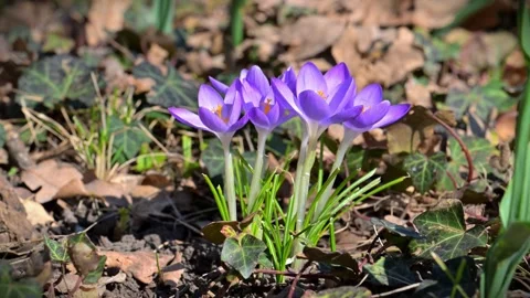 Early spring flowering of the Tommasini's crocus (Crocus tommasinianus) Stock Footage 340200410