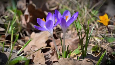 Early spring flowering of the Tommasini's crocus (Crocus tommasinianus) Stock Footage 340200421