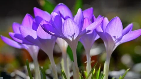 Early spring flowering of the Tommasini's crocus (Crocus tommasinianus) Stock Footage 340200568