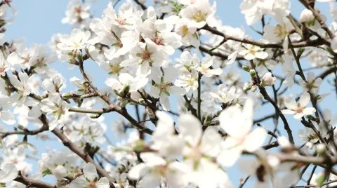 Early Spring Flowers and Bees. 4k Stock Footage 61179046