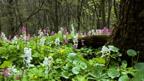 Early spring flowers blooming on the forest hills. Vertical crane shot. Stock Footage 89907340