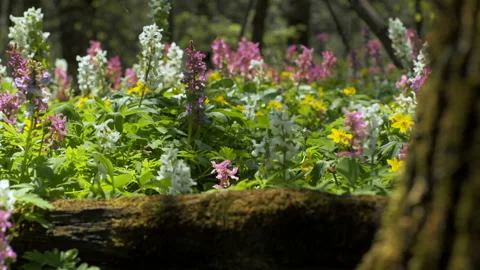 Early spring flowers blossom Stock Footage 89907143