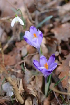 Early spring flowers Stock Photos
