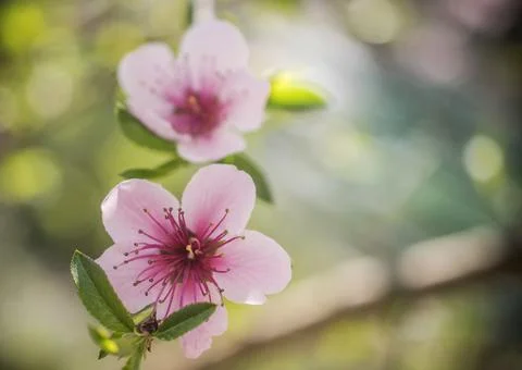 Early Spring Flowers Stock Photos