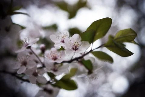 Early Spring Flowers Stock Photos