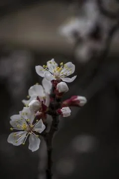 Early Spring Flowers Stock Photos