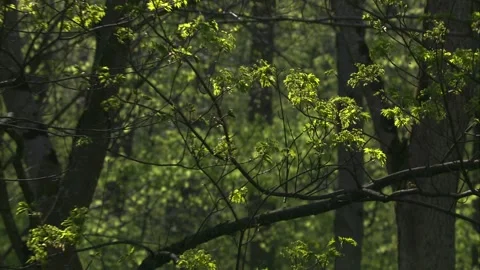 Early spring foliage in the woods Stock Footage 320454300