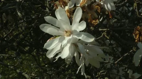 Early spring Stock Footage 11017036