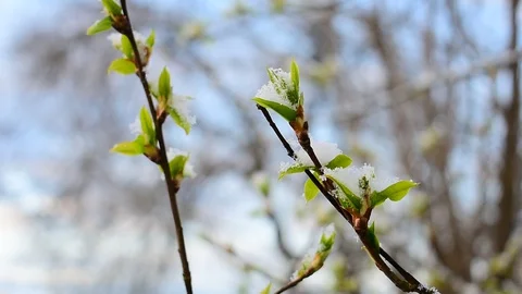 Early spring Stock Footage 128806085