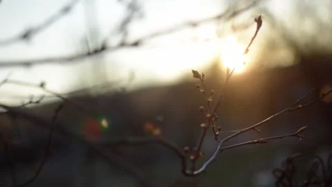 Early Spring Video stock 154401304