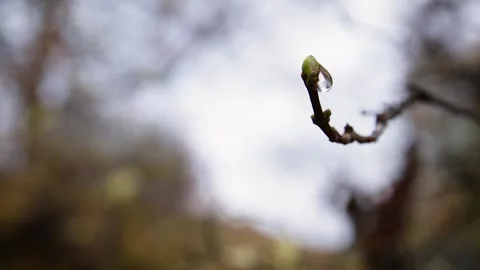 Early spring Video stock 245583940