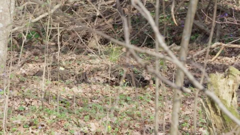 Early spring Stock Footage 308163678