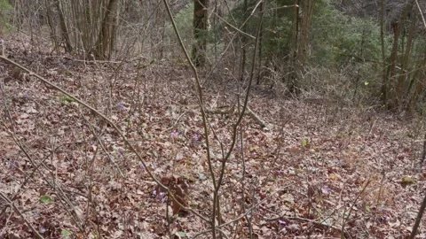 Early spring Stock Footage 308163679