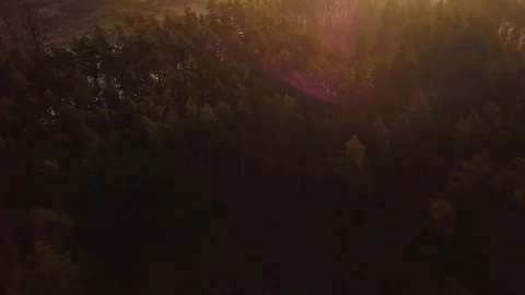 Early spring forest after thaw filmed from drone. 4k Aerial landscape. Stock Footage 103274465