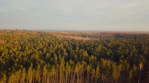 Early spring forest after thaw filmed from drone. 4k Aerial landscape. Vídeo Stock 103274789