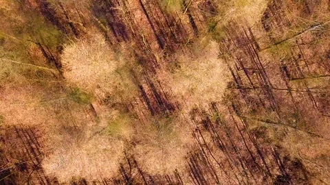 Early spring forest after thaw filmed from drone Stock Footage 103965020