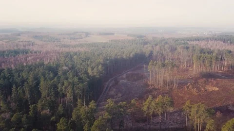 Early spring forest after thaw filmed from drone Vídeos de archivo 103967061