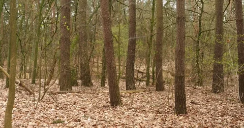 Early Spring Forest in Arkonski Forest Szczecin Poland Stock Footage 334692562