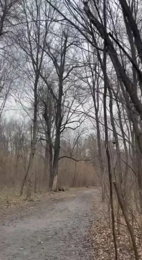 Early Spring Forest with Bare Trees and First Buds Appearing Vídeos de archivo 330939422