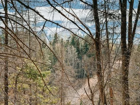 Early Spring Forest with Bare Trees and Natural Landscape Stock Photos