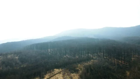 Early spring forest. Drone Aerial Stockbeeldmateriaal 151647712