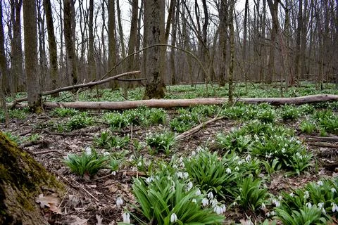 Early spring forest during the mass flowering of snowdrops. Stock Photos
