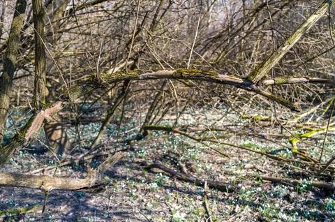 Early Spring Forest Floor Stock Photos