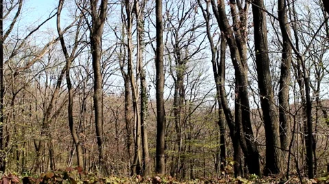 Early spring in the forest Stock Footage 36525074