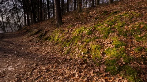 Early spring forest Stock Footage 58653516