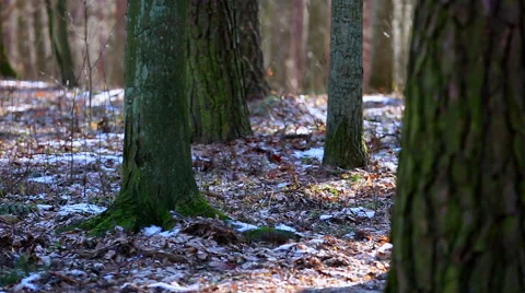 Early spring forest Stock Footage 58653718