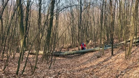 Early spring forest. Stockbeeldmateriaal 151649512
